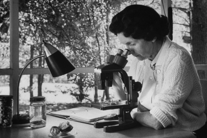 Rachel Carson arrived in Beaufort as Americans were beginning to awaken to the the natural beauty that surrounded them. Her writings would help us understand what we were losing. Photo: Library of Congress