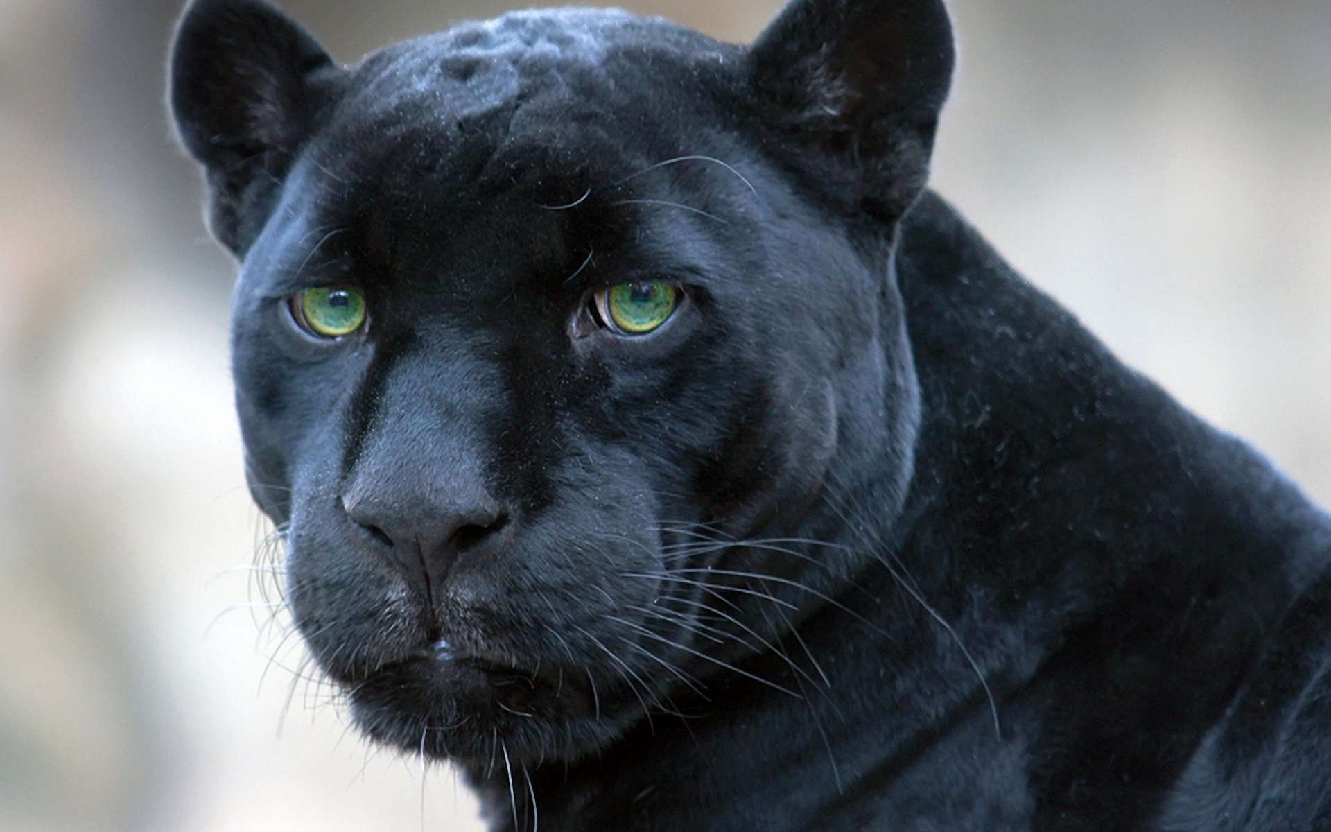 Image result for panthers animal