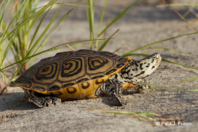 sam s field notes diamondback terrapin coastal review online