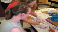 sturgeon city disection