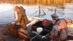 tagging stripped bass