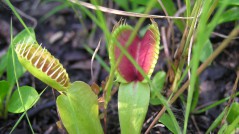 holly shelter Venus flytrap