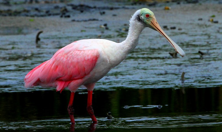 The large and colorful roseate spoonbill is not one of the usual avian visitors to Bear Island, but spent time here last week.