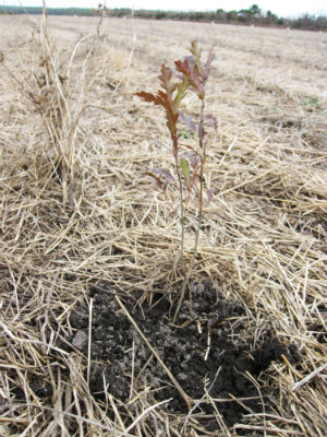 A tree sapling planted on the flat farm fields of North River Farms. The N.C. Coastal Federation will soon plant 300,000 trees to complete its restoration of the farm to its natural wetlands habitat. The trees will help absorb stormwater runoff and provide habitat for wildlife.