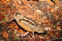 This American Woodcock startled Sam Bland. Photo: Sam Bland