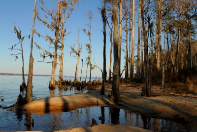 Cyprees trees on the Neuse River beach. The Neusiok Trail runs along this 2 million-year-old river, which is also the longest river in North Carolina. Photo: Sam Bland