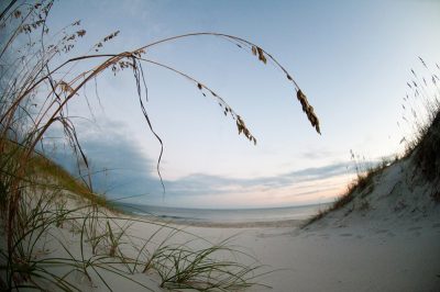 Sea oats, a native plant of N.C. beaches, help to knock down blown sand and build up the dunes. Their roots also help prevent erosion of the dunes, which protects property from storm damages. Photo: Jim Snyders