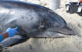 dolphin stranding 2