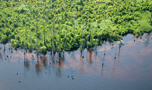 Too much saltwater is slowly killing off bald cypress and black gum trees at Alligator River National Wildlife Refuge. Photo: U.S. Fish and Wildlife Service