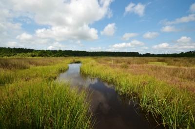 N.C. Shellfish Sanitation partnered with the N.C. Coastal Federation on a wetlands-restoration project at North River Farms in Carteret County with federal funding.