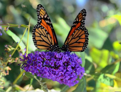 Monarch butterflies are in trouble. They need native plants to feed and milkweed for the caterpillars. Photo: Extension Master Gardeners