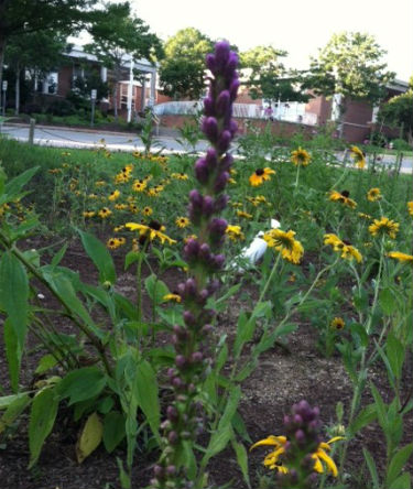 Black-eyed Susans attract pollinators at this rain garden in Raleigh. Photo: John Ann Shearer, U.S. Fish & Wildlife Service