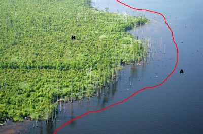 This is a photo of the western shoreline of Alligator River National Wildlife Refuge with a view to the south, taken in 2009. The red line, letter A, represents where the shoreline was in 1984. B shows that the swamp forest has become most shrubs since 1984. Source: Alligator River National Wildlife Refuge