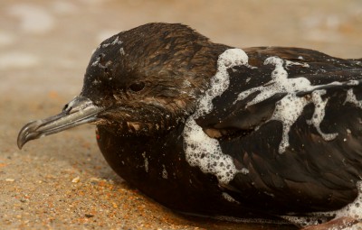 Sam Bland found this Audubon shearwater soaked within the sea foam. Sea foam produced by some types of algae has been known to reduce the ability of bird feathers to repel water, resulting in hypothermia. Photo: Sam Bland