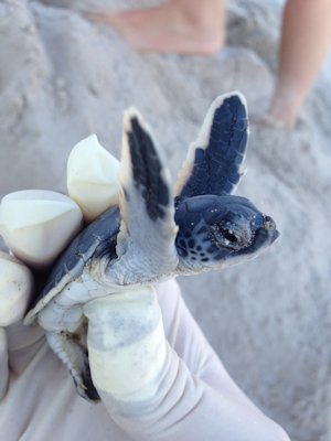 A green turtle hatchling was rescued from the bottom of a nest three days after a hatch. Photo, Ranger Patrick Amico, Fort Fisher State Recreational Area