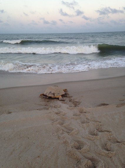 A mother loggerhead returns to the water after nesting. Photo by Ranger Alyssa Taylor, Fort Fisher State Recreational Area