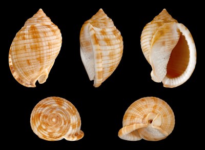 The Scotch bonnet at all different angles.