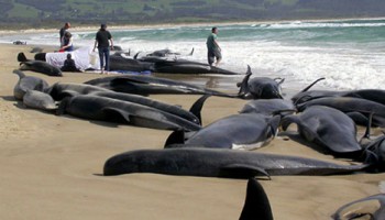 While there's no hard science to prove it, there have been a number of instances around the world of marine mammals beaching themselves in areas where seismic surveys have been performed. Photo: Oceana