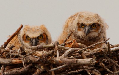 great horned owl chicks. Photo: Sam Bland