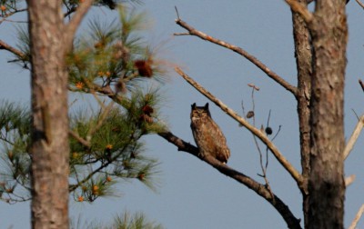 The great horned owl adult perches atop a dead pine tree in view of her nesting chicks. Photo: Sam Bland