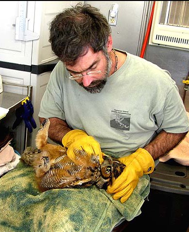 Lou Browning examines an owl at his Hatteras Island Rescue Center. Photo: Hatteras Island Rescue Center