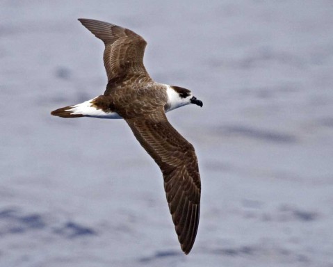 The black-capped petrel forages off the Atlantic coast from North Carolina to Florida. They were once believed to be extinct, but a few breeding colonies remain in the Caribbean. Photo: The Audubon Society