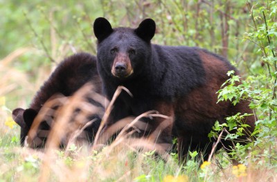 In North Carolina, there's about one bear for every 200 acres but they may often be spotted in pairs or groups. Photo: Sam Bland