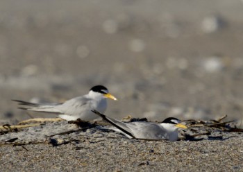An incubating adult least tern is shown with its mate in background. Photo: Lindsay Addison of N.C. Audubon