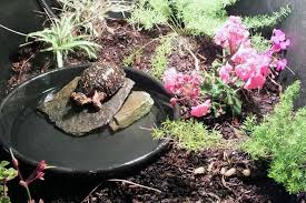 This injured turtle spent the winter at Lou Browning's center. When turtles have extensive injuries, they shouldn't hibernate. They need to keep eating to gain the calories, calcium and vitamins needed to heal. So that means adjusting the temperature up so their gastrointestinal tract can function and their metabolism is high enough to absorb the needed energy. Also Browning fools them by lengthening the daylight hours. Photo: Hatteras Island Willife Rescue Center