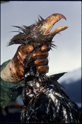 Oil from the Exxon Valdez tanker accident in 1989 despoiled miles of shoreline in Alaska and killed an untold number of wildlife, including this eagle. Photo: Bill Eppridge
