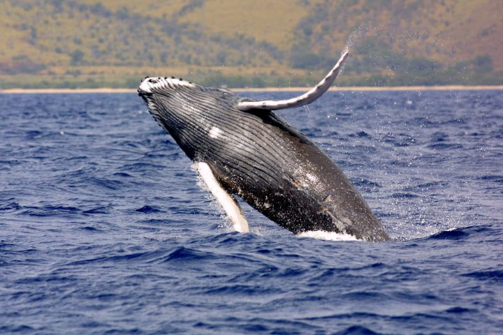 Humpback whales, such as the one shown, have been protected under the Endangered Species Act for 40 years. Photo: NOAA