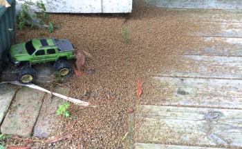The remains of a swarm in Kitty Hawk. Sometimes they’re so thick they have to be scooped up. Photo: Lexie Brindle, Outer Banks Voice