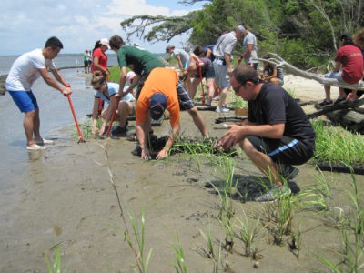 Students plants marsh grasses to create a living shoreline on Jones Island in the White Oak River.