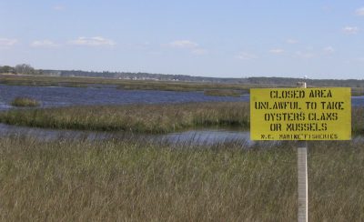 Harvesting oysters and clams is prohibited in much of the lower White Oak River because of bacterial contamination. Photo: N.C. Coastal Federation