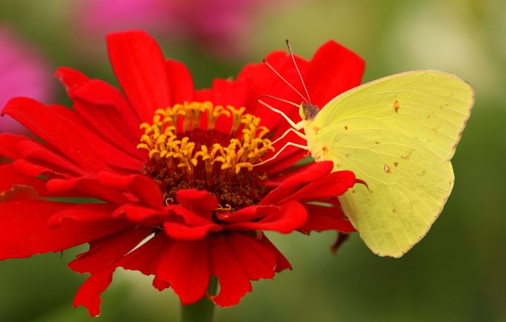 The cloudless sulphur butterfly is a sure sign along the coast that the muggy days of summer will soon be gone. Photo: Sam Bland
