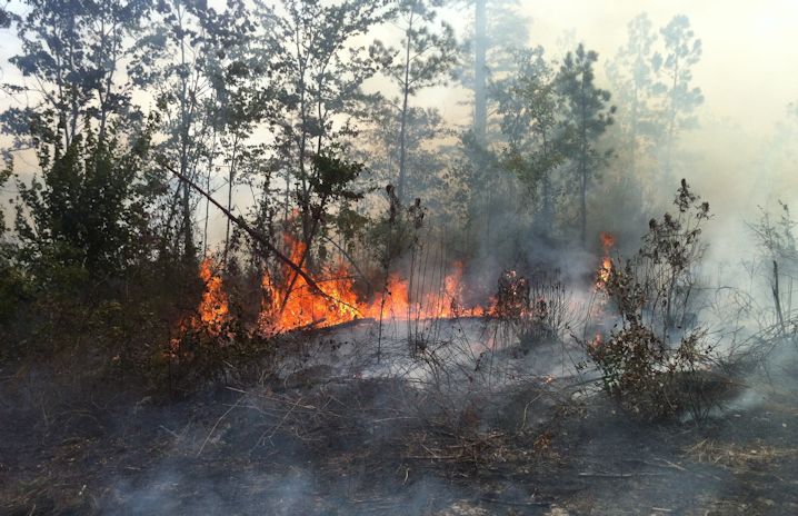 Prescribed or controlled forest fires require careful planning to ensure that the fires don't get out of hand. Photo: Allison Ballard