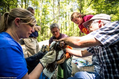 Left to right; Vet Joni Gnyp, Roland Kays, Lindsay Addison of Audubon North Carolina and Ted Simons attach a solar GPS telemetry tag to Yangchen. Photo: Rob Nelson, UntamedScience.com