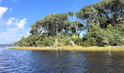 This section of shoreline at Jones Island was created by volunteers using bags of oyster shells and grass seedlings. Photo: Brad Rich, Tideland News