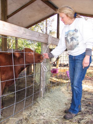 Esau, a blind and deaf red Angus calf, responds affectionately to Kim Nead’s touch. Photo: Mark Hibbs
