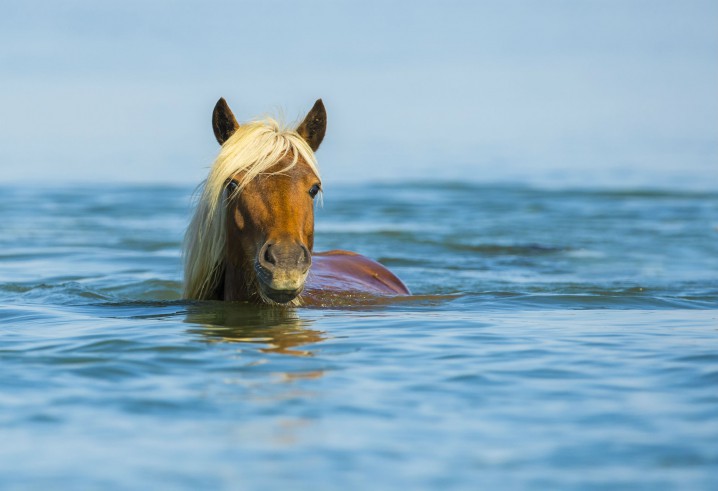 Horses have probably been on off-and-on feature of the Rachel Carson Reserve for more than 300 years. Photo: Jared Lloyd