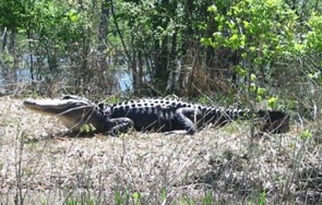 Alligators like this one in Lake Ellis Simon in Havelock tend to be smaller than those found in warmer climates farther south. Photo: John McAllister, Davidson College