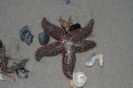Beach coming for sea stars and other ocean delights is a favorite wintertime activity. Photo: Sam Bland