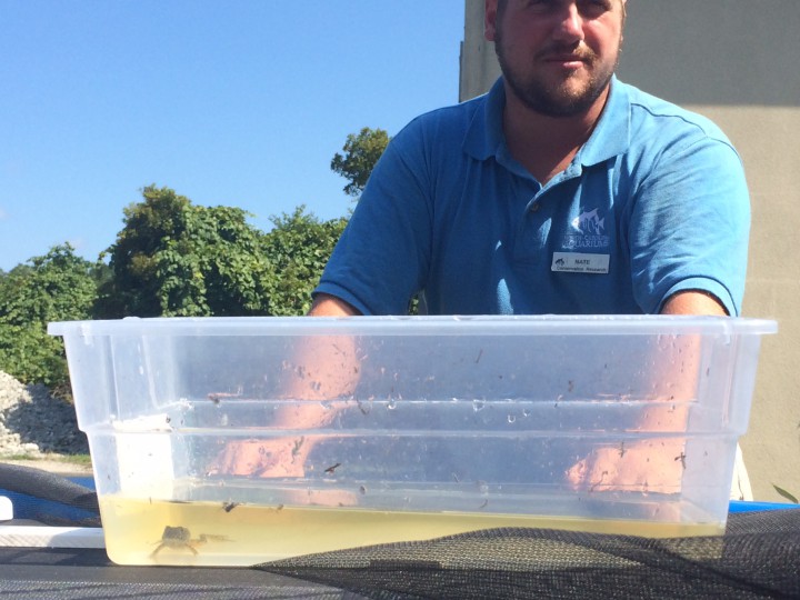 Conservation technician Nate Akers watches over a young Carolina gopher frog in a plastic container after retrieving it from outdoor tanks at the N.C. Aquarium at Fort Fisher. Photo: Mark Hibbs