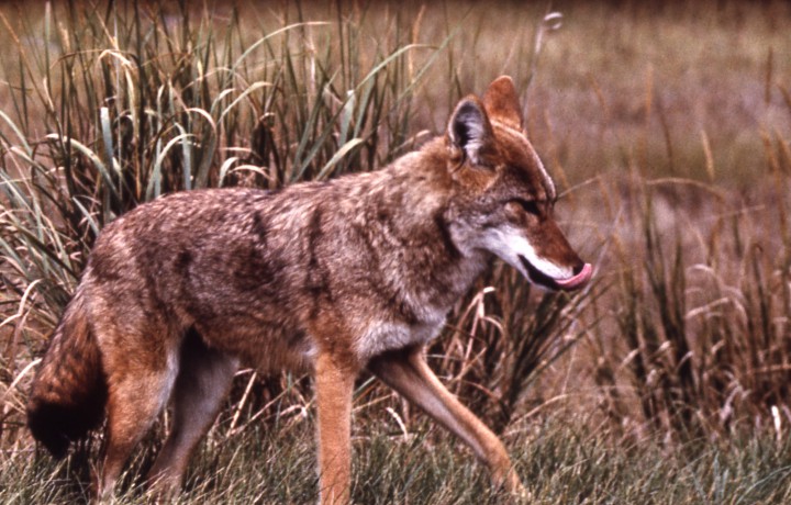At first glance, a coyote may look like a medium-sized dog or a small German Shepard, but with a more pointed muzzle and flatter forehead. Photo: N.C. Wildlife Resources Commission