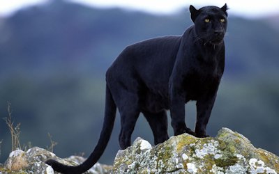 panther-black.jpg