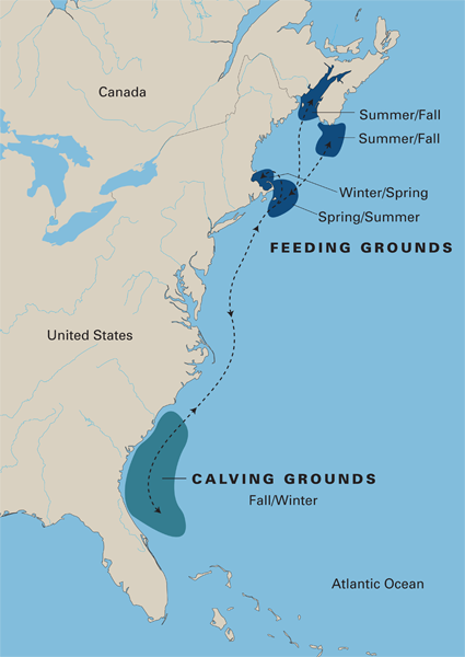 The inclusion of calving areas in the habitat protection plan for the north Atlantic right whale has caused federal fisheries managers to study the seismic survey permits more slowly. Map: NOAA