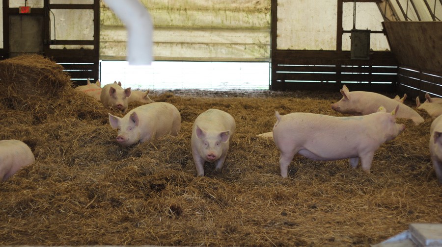 The hoop houses are laid with thick mats of straw, which serve as a bedding and a sponge for the animals’ waste. Photo credit: Gabe Rivin