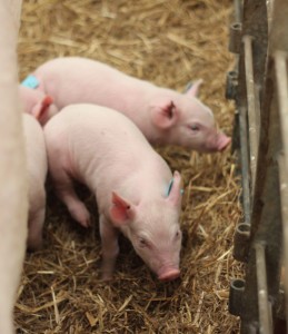 Piglets at the Center for Environmental Farming Systems hoop house. The project raises antibiotic-free pigs in large hoop houses. Photo credit: Gabe Rivin