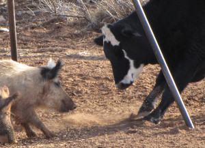 Feral swine often forage alongside livestock and eat grains, mineral blocks, and other items intended for cattle. Photo: Justin Stevenson, USDA