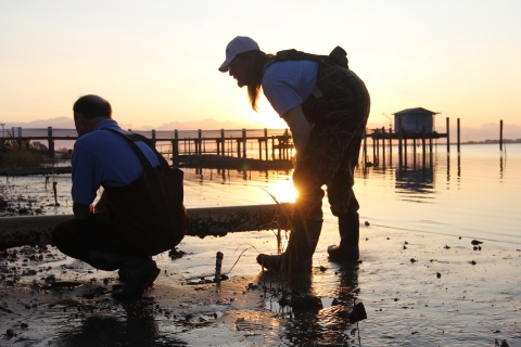 Niels Lindquist, a researcher at the UNC Institute of Marine Sciences, left, has teamed up with a local fisherman, David “Clammerhead” Cessna to figure out the best way to grow all-natural oytsers along North Carolina’s coast. Photo: Mary Lide Parker